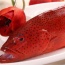 Cá mú đỏ còn tươi rói, đảm bảo thơm ngon